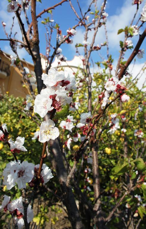 B&B Villa Olimpo Le Torri 아그리젠토 외부 사진